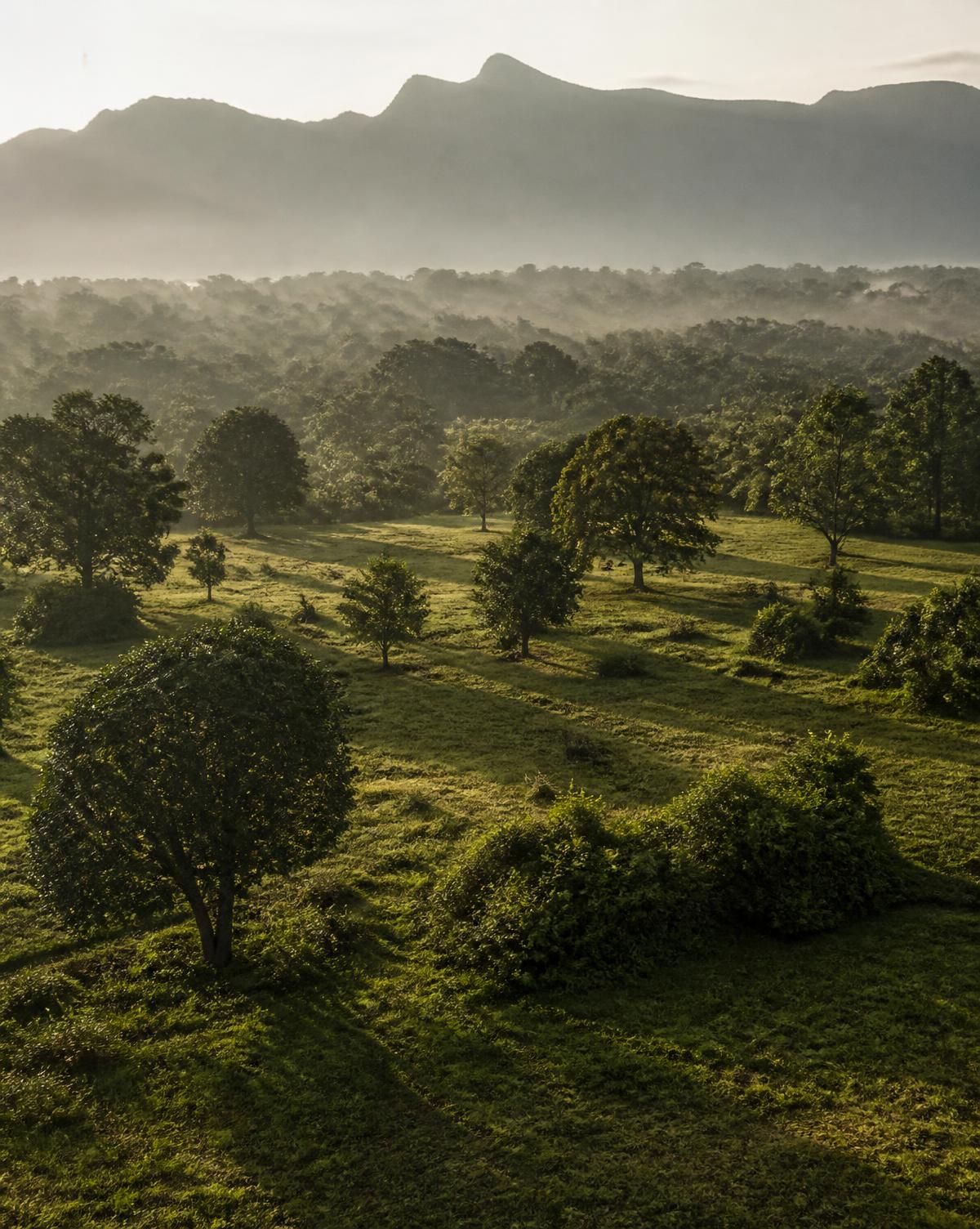 Aerial view of a private green farmland parcel in Karjat with misty Sahyadri hills at sunrise